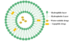 What Are Liposomes