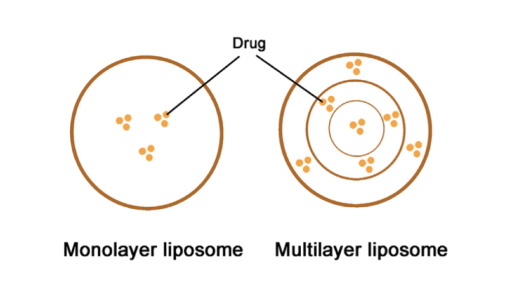 Monolayer liposomes vs multilayer liposomes